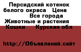 Персидский котенок белого окраса › Цена ­ 35 000 - Все города Животные и растения » Кошки   . Курская обл.